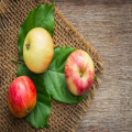Wat betekent het spreekwoord de appel valt niet ver van de boom?