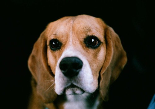 Nederlandse naam beagle: hoe heet dit ras in het Nederlands?